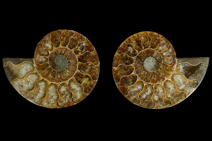 Agate Replaced Ammonite Fossil - Madagascar #145909
